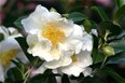 Camellia Setsugeka